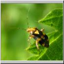 Liocoris tripustulatus - Weichwanze 01.jpg